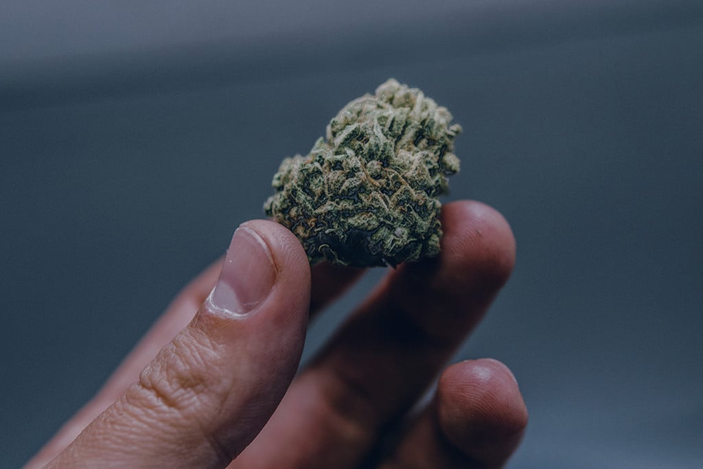 Das Weed ist nass: Wie man das Problem erkennt, verhindert und löst