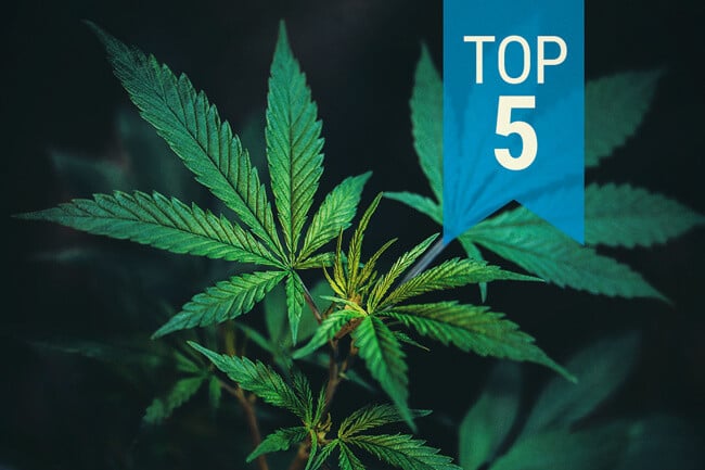Die Top 5 der beliebtesten CBD-Sorten 2026