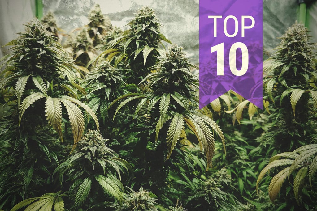 Top 10 gekreuzte Cannabissorten