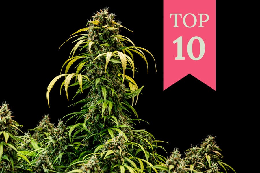 Top 10 gekreuzte Cannabissorten