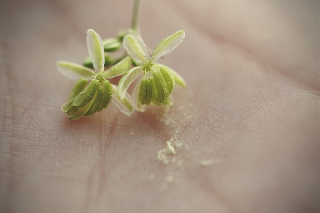 Cannabispollen: Wann, warum und wie verwenden