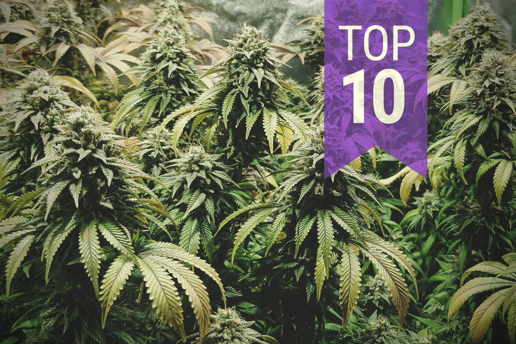 Die Top 10 der am stärksten riechenden Sorten