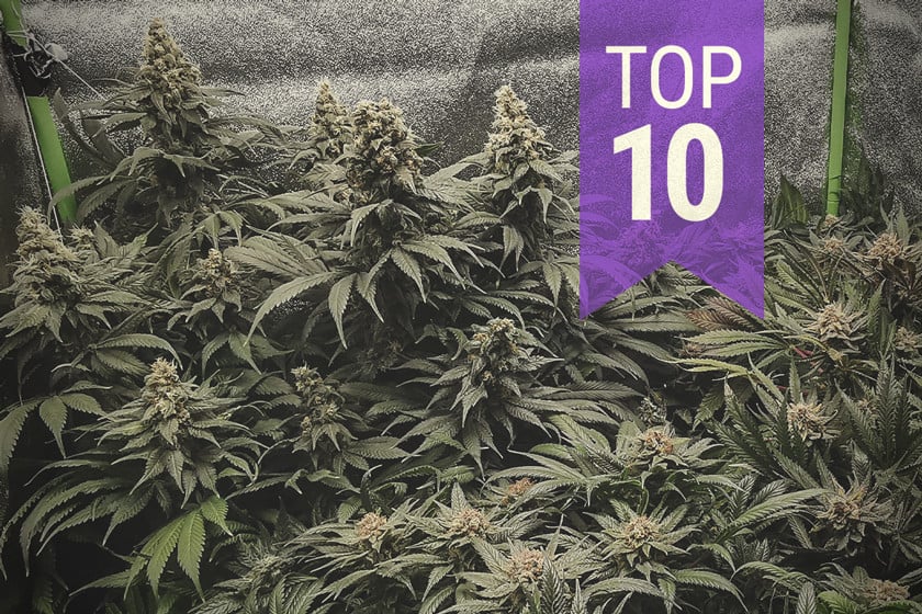 Die Top 10 ertragreichsten Indoor-Cannabissorten
