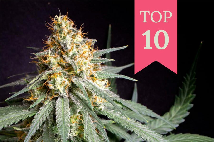 Die Top 10 ertragreichsten Indoor-Cannabissorten