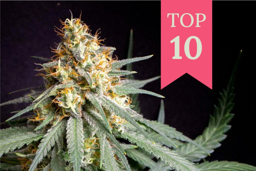 Top 10 Indoor-Cannabissorten mit dem höchsten Ertrag