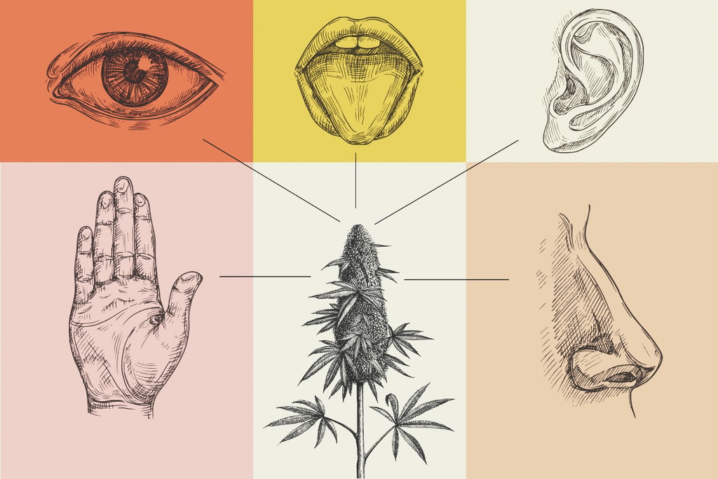Wie sich Cannabis auf die fünf Sinne auswirkt
