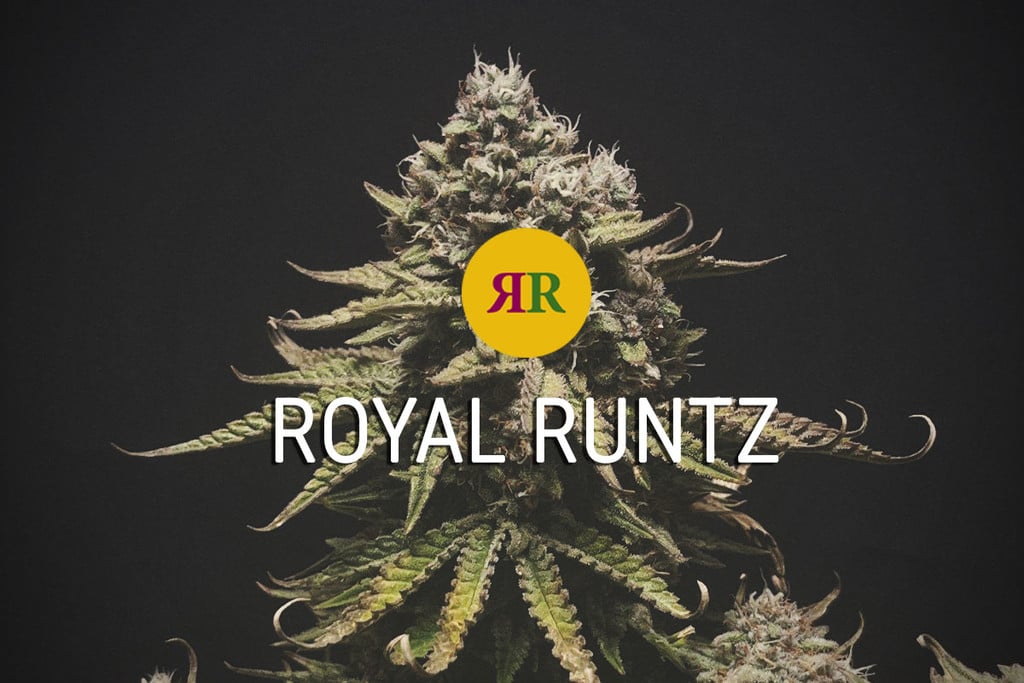 Cannabissorte Royal Runtz: Ein echtes Kraftpaket