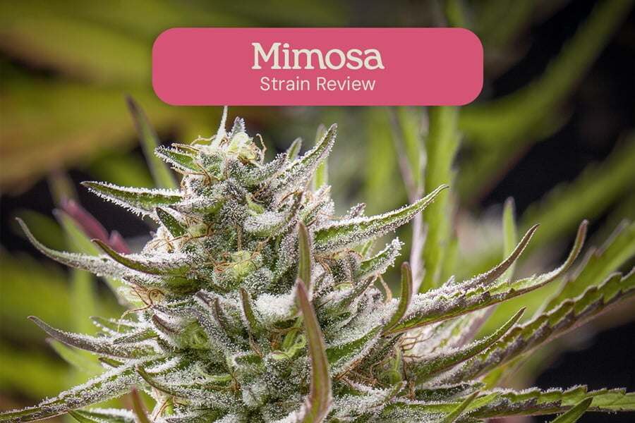 Mimosa: Eine potente, hübsche und köstliche Sorte