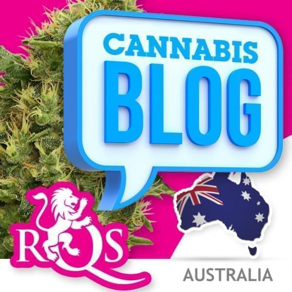 Cannabis in Australien