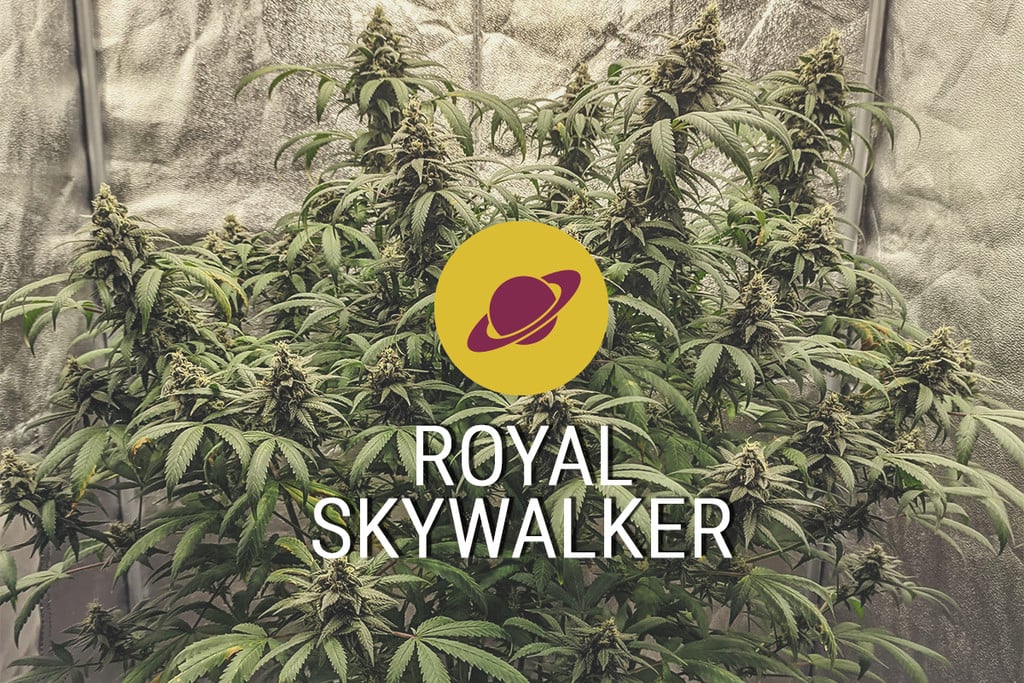 Royal Skywalker Cannabissorte