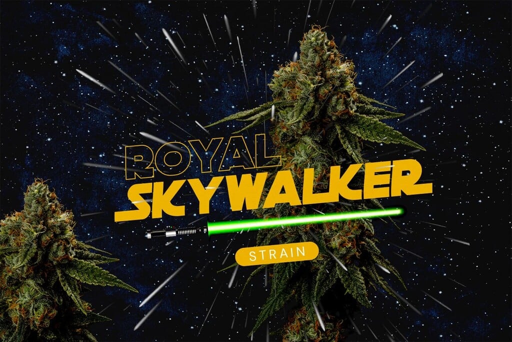 Royal Skywalker Sortenrezension: Genetik, Wirkung, Geschmack und Anbauanleitung
