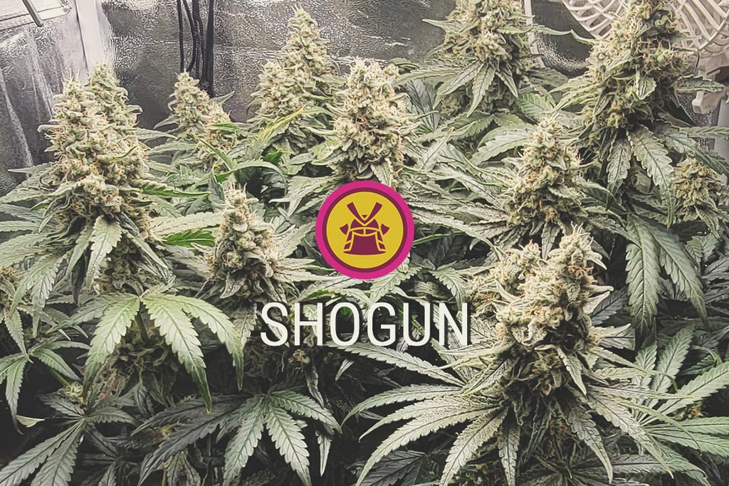 Cannabissorte Shogun Sorte: Produktiv, purpur und potent