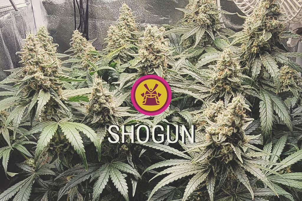 Cannabissorte Shogun Sorte: Produktiv, purpur und potent