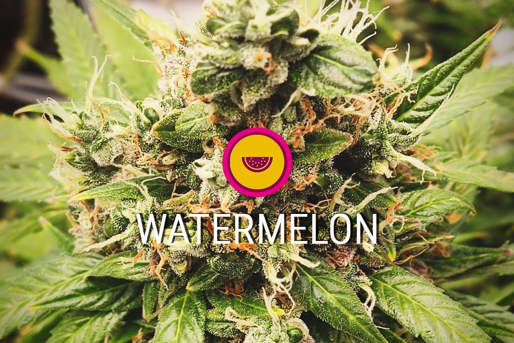 Watermelon Cannabissorte