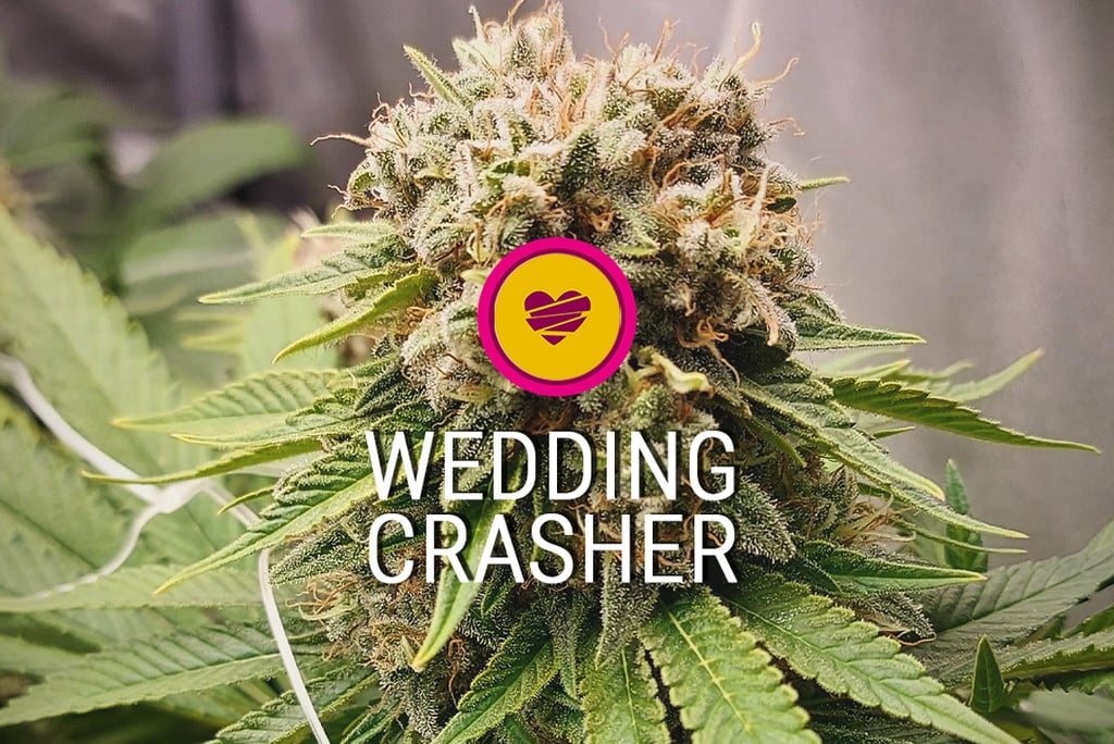 Wedding Crasher Cannabissorte