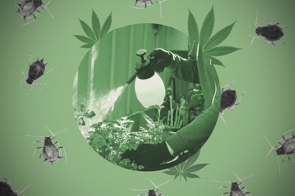 Wie man Insektizidseife für Cannabis herstellt