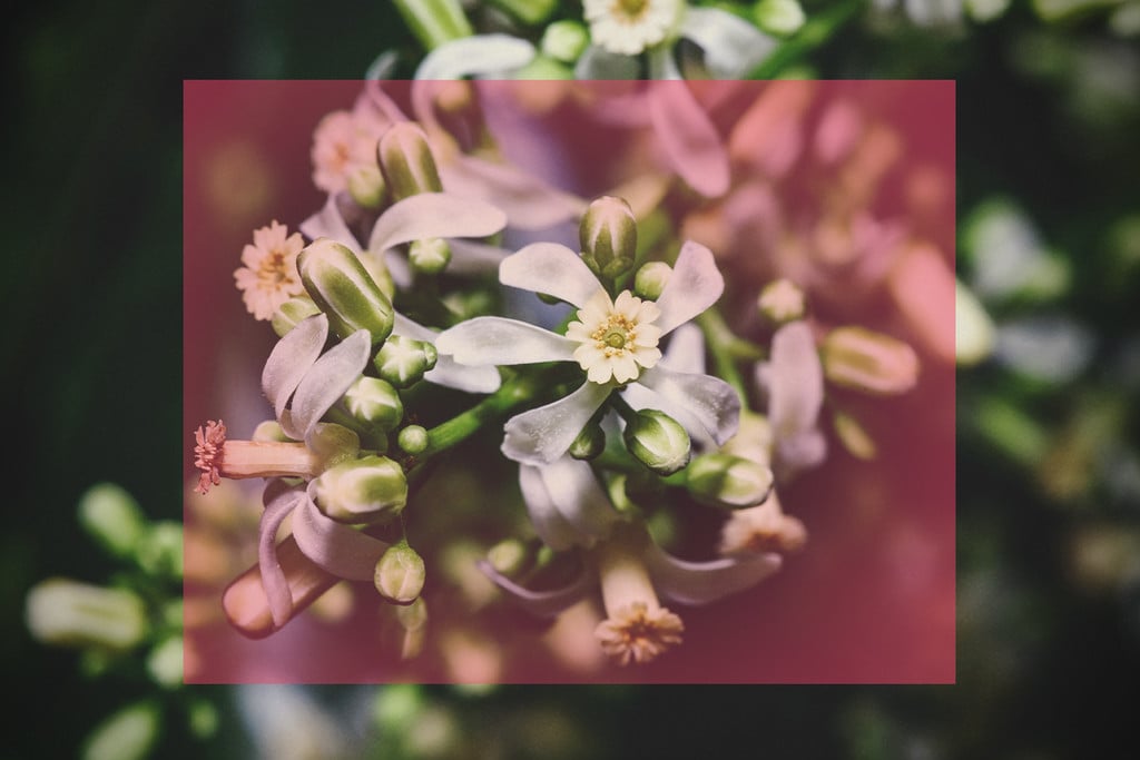 Insektizidseife vs. Neemöl: Was ist besser?