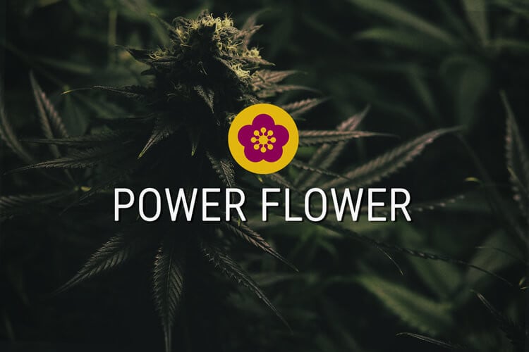 Power Flower Feminisierte Cannabissamen