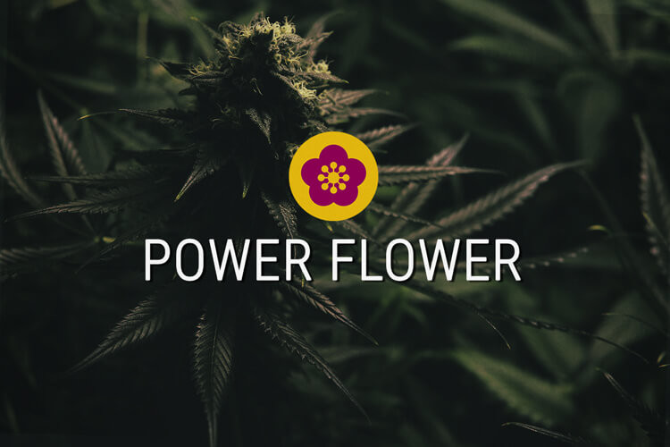 Power Flower Feminisierte Cannabissamen