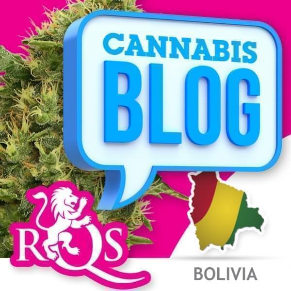 Cannabis in Bolivien