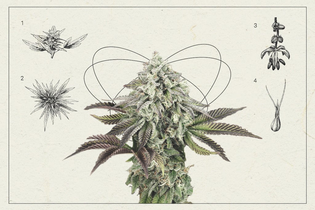Cannabis-Buds: Eine Lektion in Sachen Anatomie der Cannabispflanze