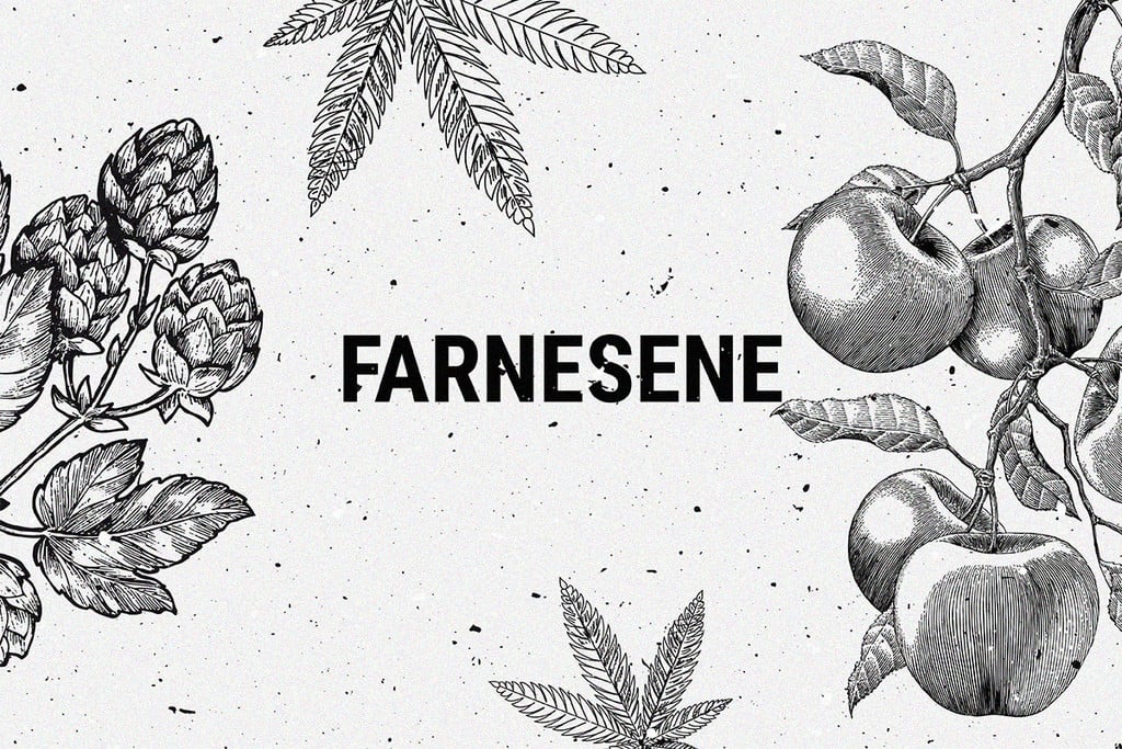 Farnesen: Ein wenig bekanntes Cannabis-Terpen