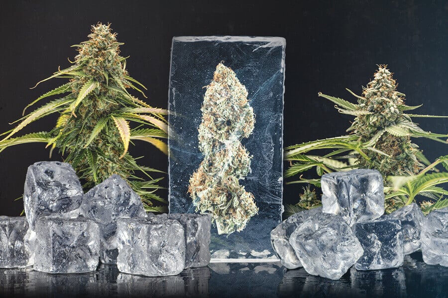 Ein Leitfaden zu frisch gefrorenem Weed