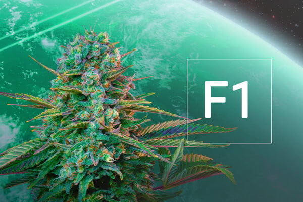Was sind F1-Cannabishybridsamen?