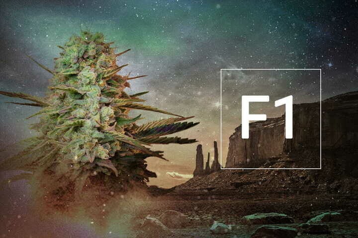 Was sind F1-Cannabishybridsamen?