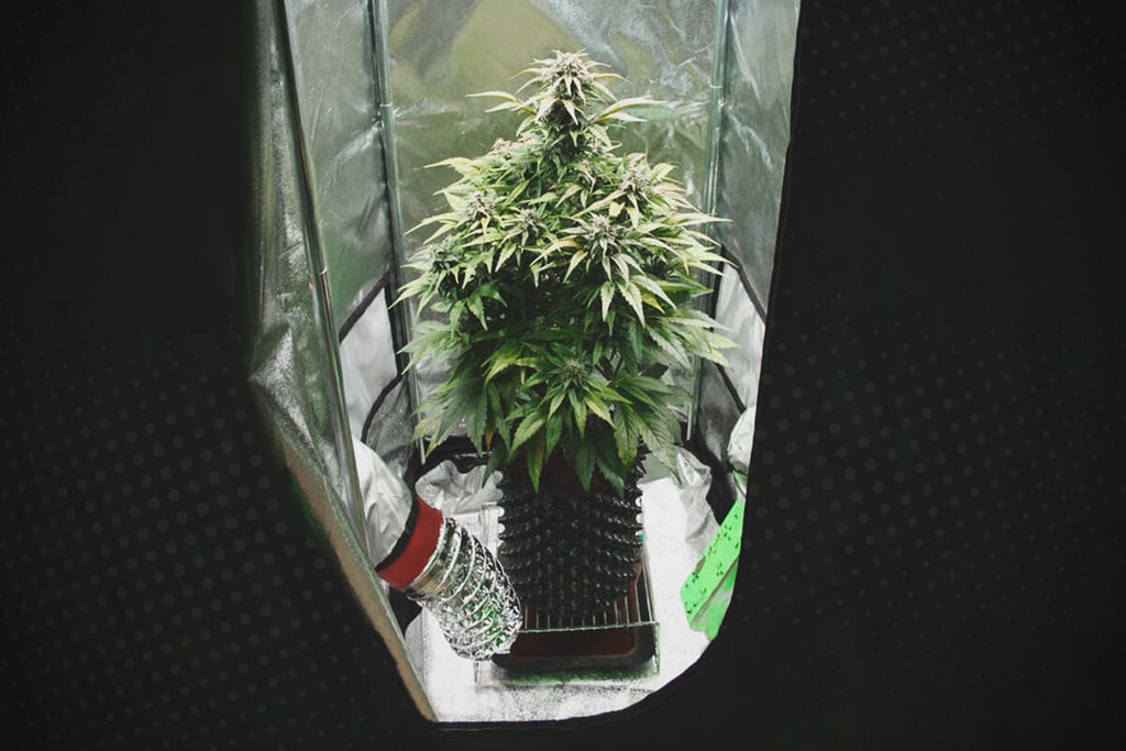 Wie man Sativas indoor anbaut