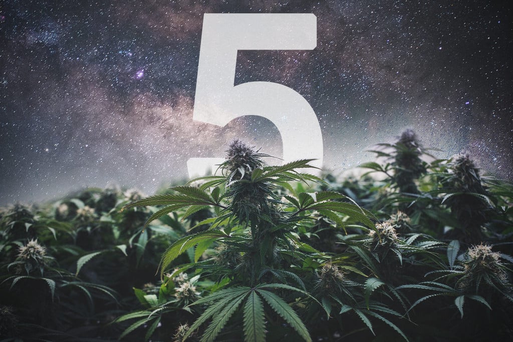 5 Gründe für den Anbau von F1-Hybrid-Cannabissamen