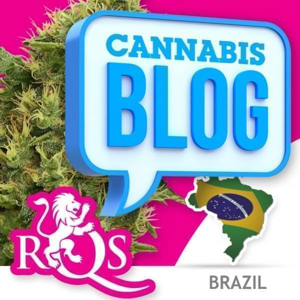 Cannabis in Brasilien
