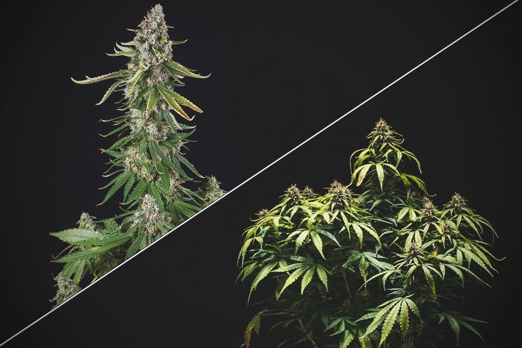 Gekappte vs. nicht gekappte Cannabispflanzen – lohnt sich Topping?