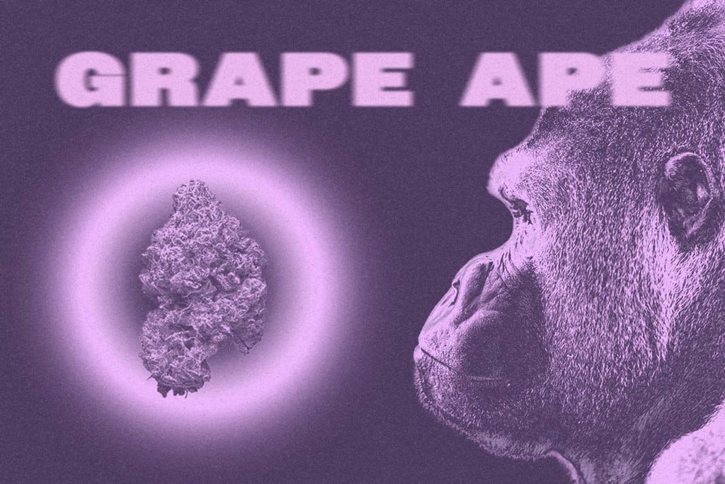 Grape Ape: Eine köstliche und beruhigende Sorte