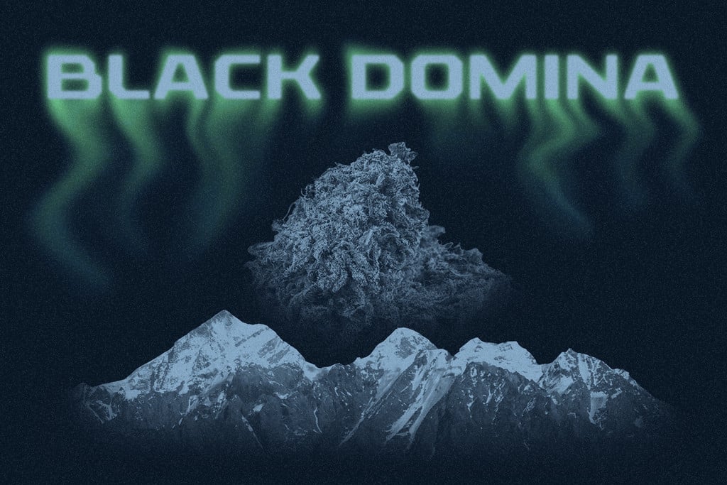 Black Domina: Die Nachkommin königlicher Indicas