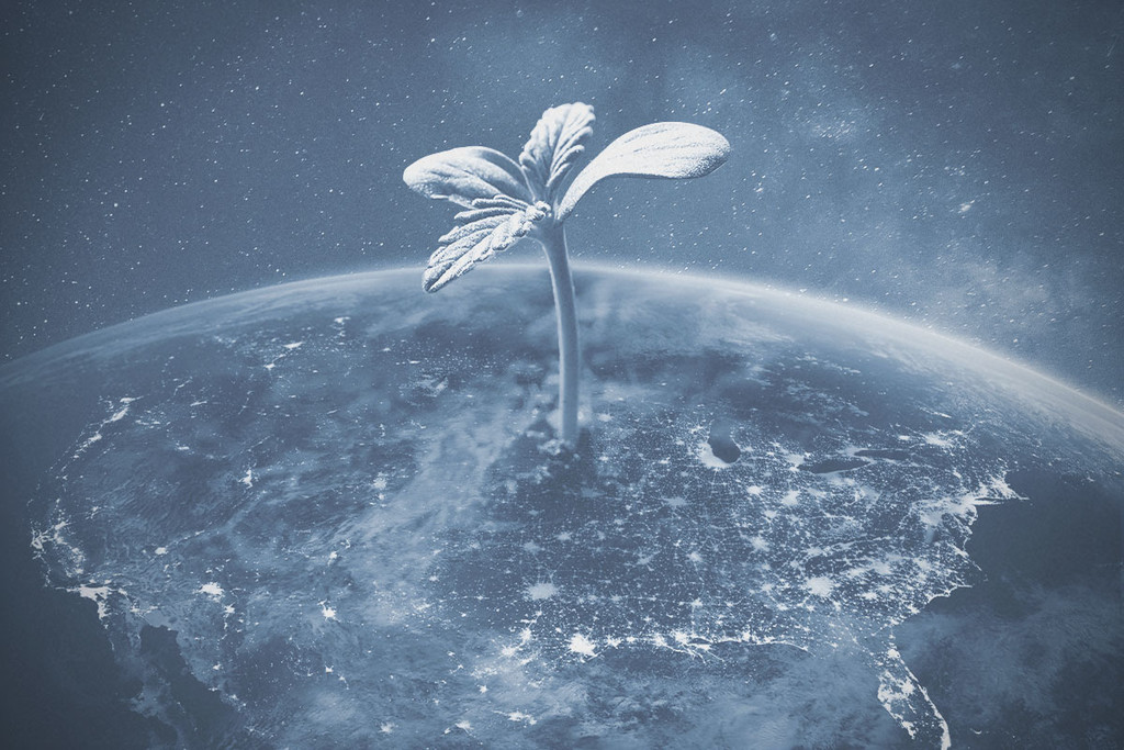 Ist der Anbau von Weed in den USA im Jahr 2025 legal?