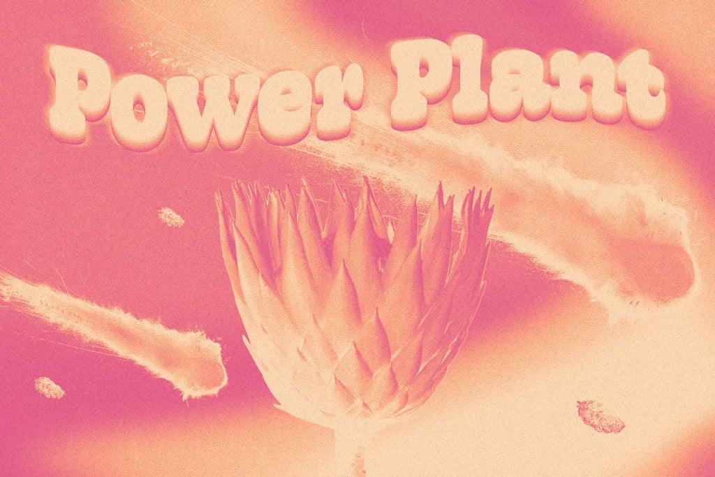 Cannabissorte Power Plant