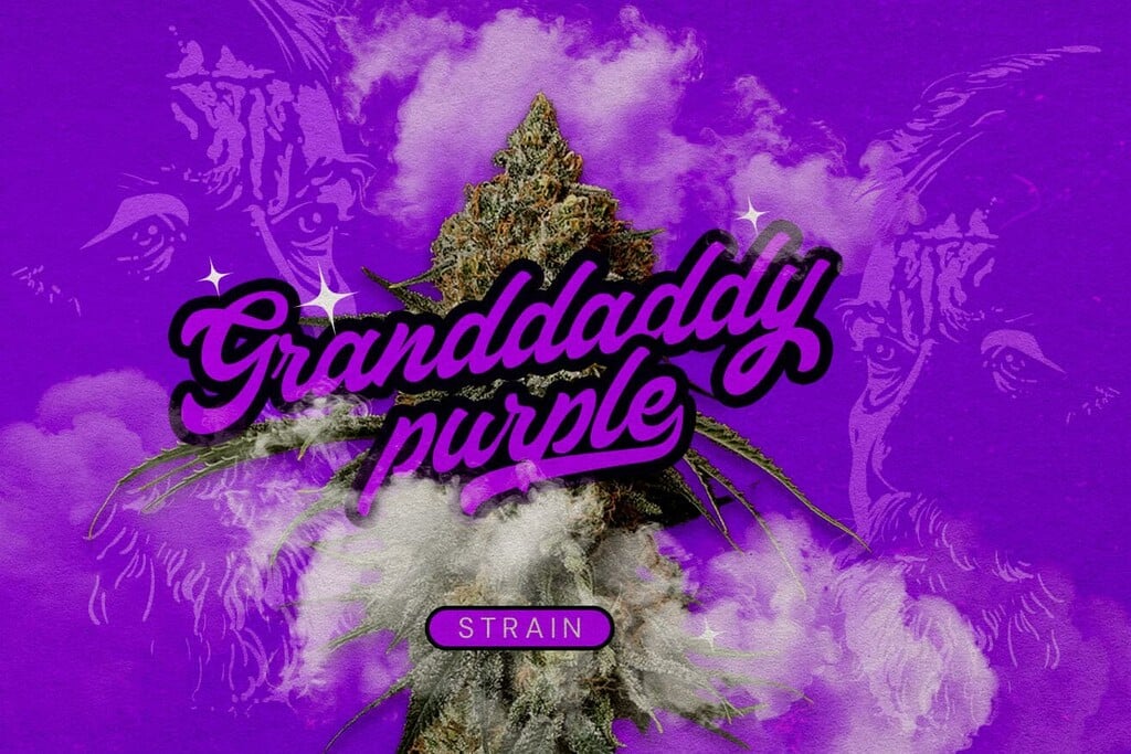 Sorte Granddaddy Purp: Die Königin des Purple-Weeds