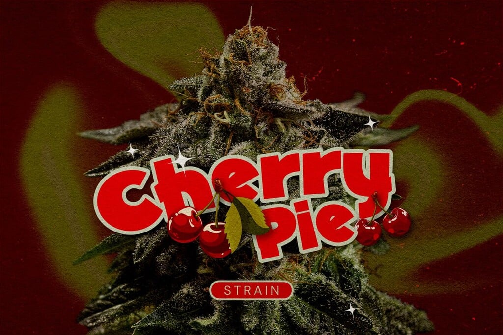 Cannabissorte Cherry Pie: Ein fruchtiges, erhebendes Kraftpaket