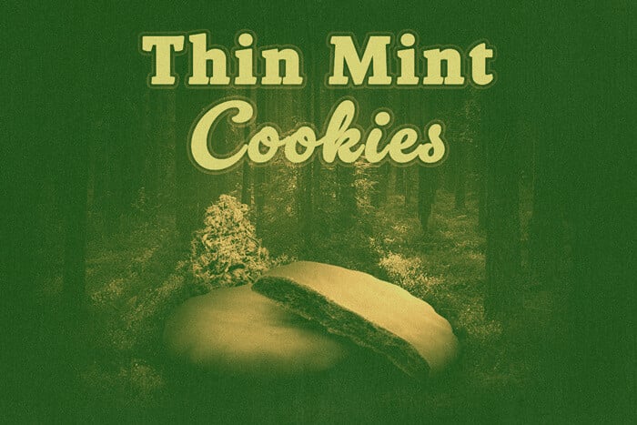 Thin Mint Cookies: Ein GSC-Superstar