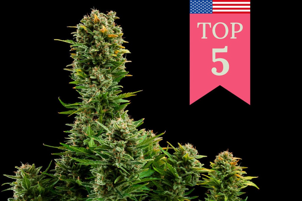 Die 5 beliebtesten Cannabissorten in den USA