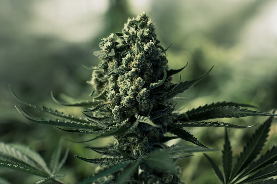 Triploide und tetraploide Cannabispflanzen verstehen