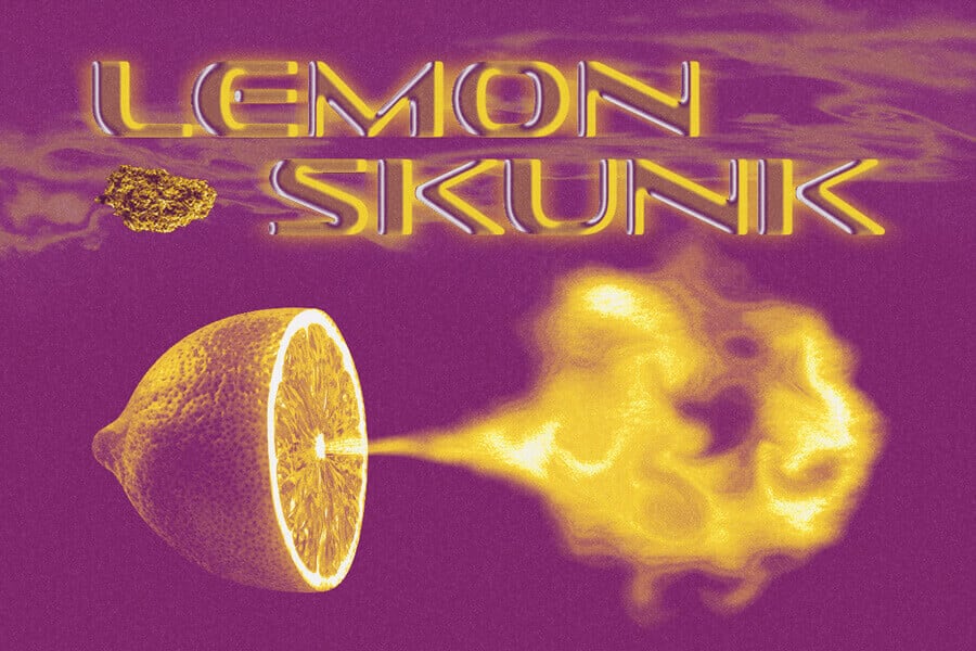 Cannabissorte Lemon Skunk: Berauschende Zitrus-Explosion