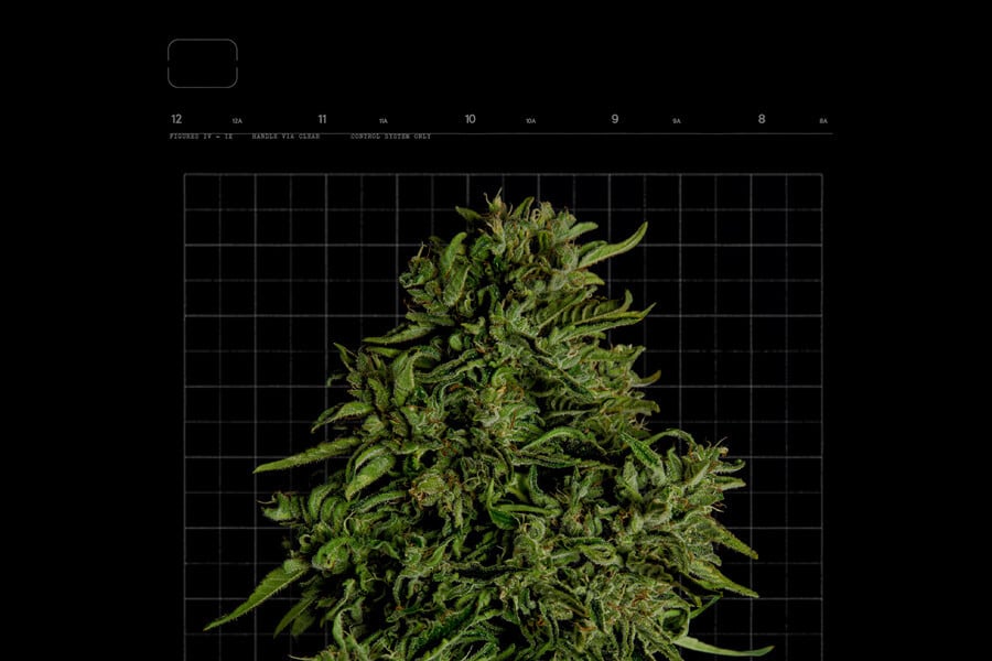 Wie lange dauert die Blütephase von Cannabis?