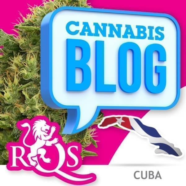 Cannabis in Kuba