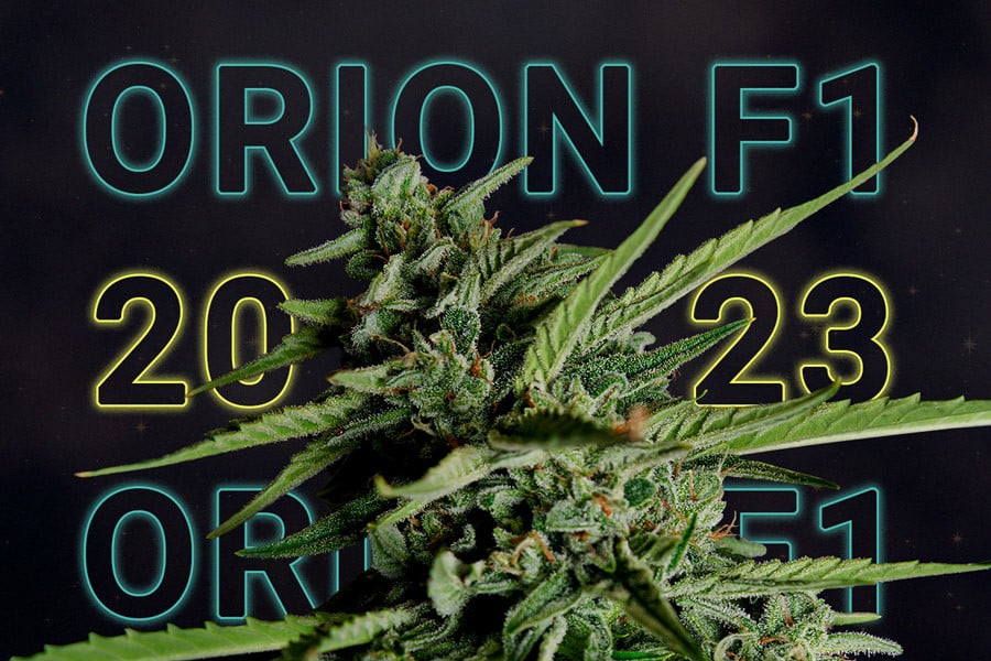 Orion F1: Die beste Cannabissorte des Jahres 2023