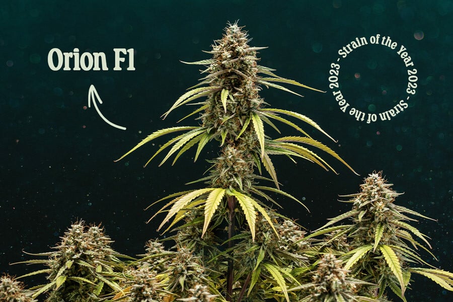 Orion F1: Die beste Cannabissorte des Jahres 2023