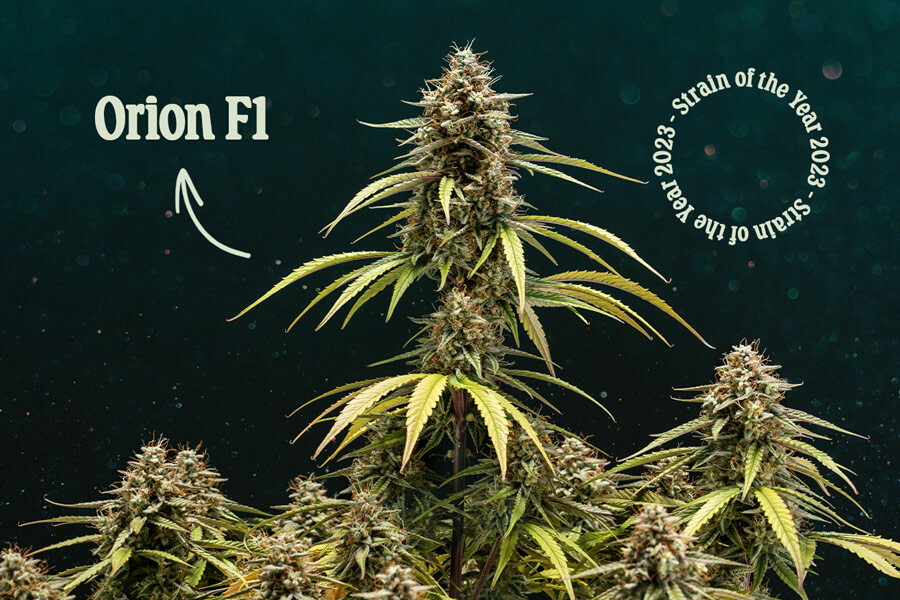 Orion F1: Die beste Cannabissorte des Jahres 2023