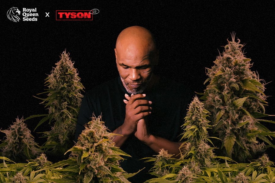 Royal Queen Seeds × Tyson: Eine hitverdächtige Zusammenarbeit