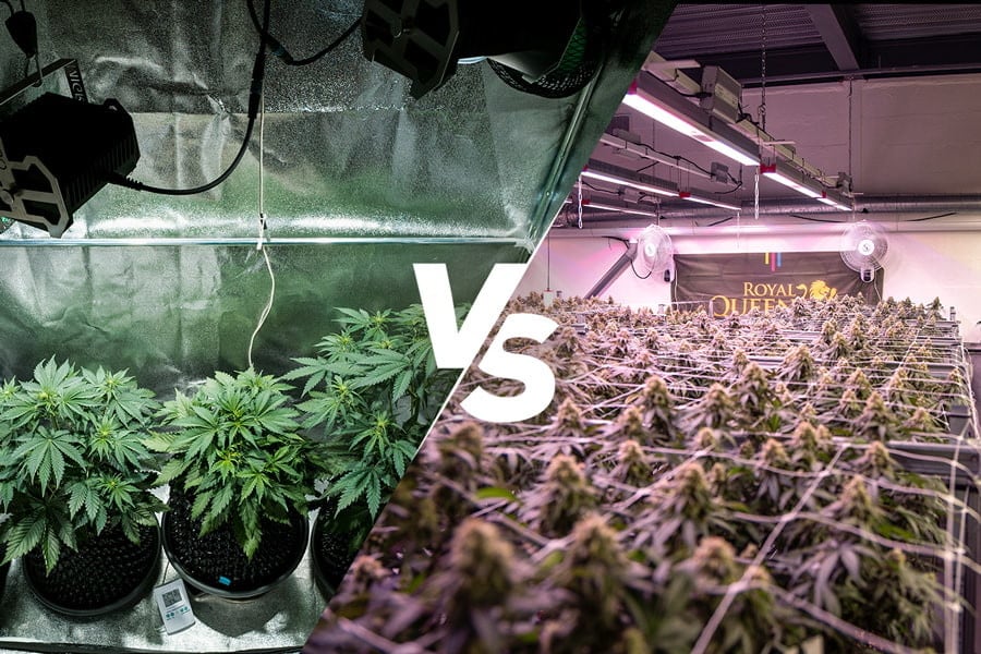 Selbst angebautes Gras vs. Dispensary Weed: Was ist besser?